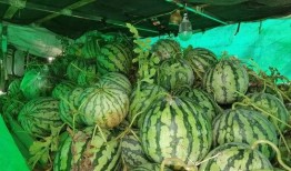 吃瓜2023免费,盘点那些让人捧腹大笑的娱乐新闻